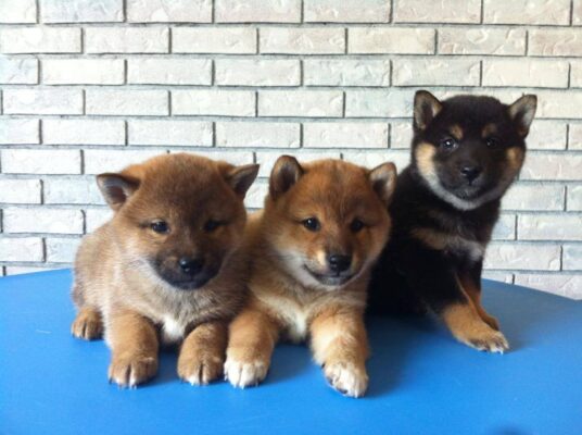 Are Shiba Inu Puppies Hard to Take Care of in the UK