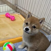 shiba inu puppies for sale