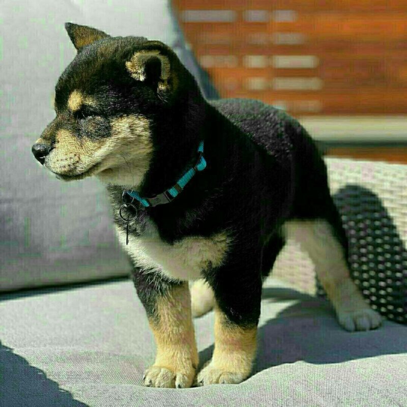 shiba inu for sale uk