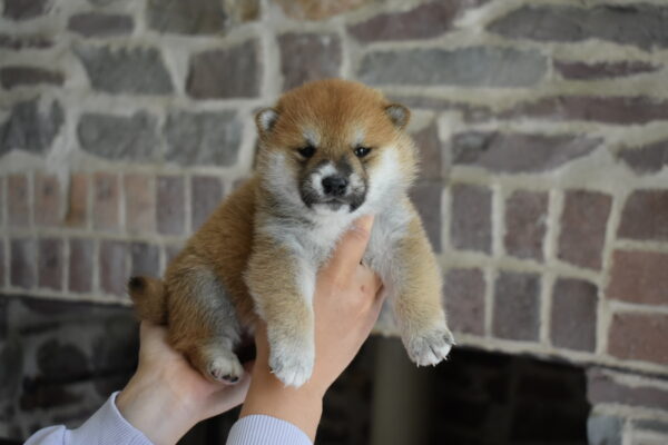 How To Train Shiba Inu Puppy