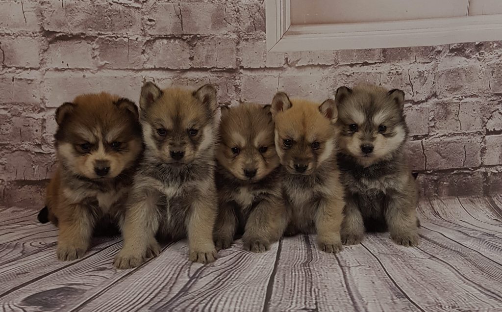 How Much Does a Shiba Inu Puppy Cost